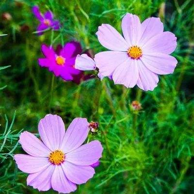 ayx体育app官方网站入口正式版